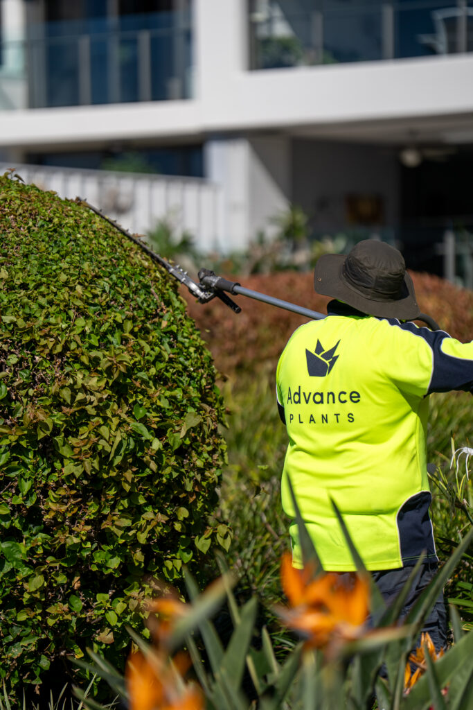 Advance Landscapes team member in branded uniform hedge trimming at Allisee Residential Apartments, Hollywell