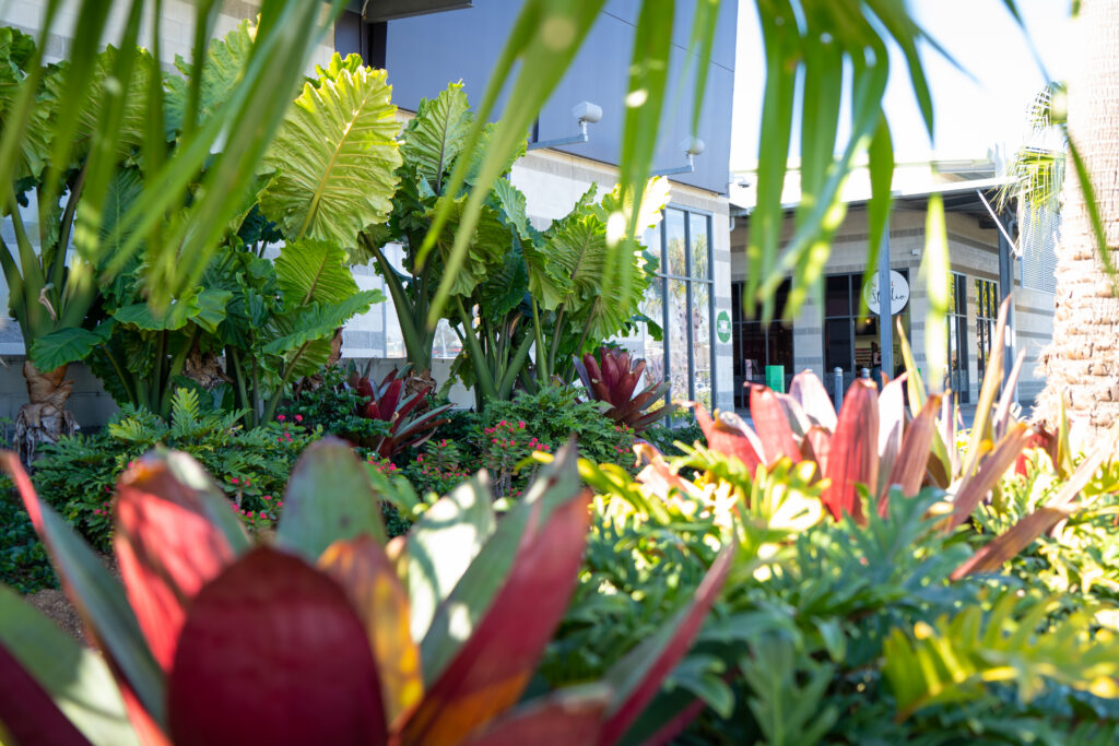 Close up of maintained tropical planting with elephant ears and bromeliads at Westfield Helensvale