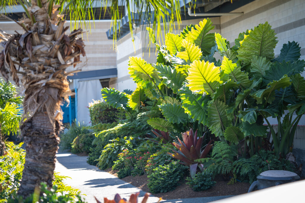 Maintained garden bed with palms and tropical foliage lining a walkway at Westfield Helensvale