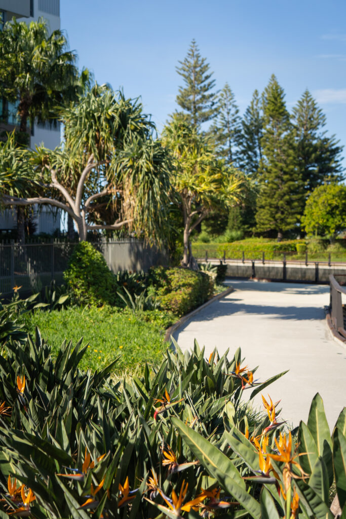 Bird of paradise flowers and maintained garden beds at Allisee Residential Apartments, Hollywell