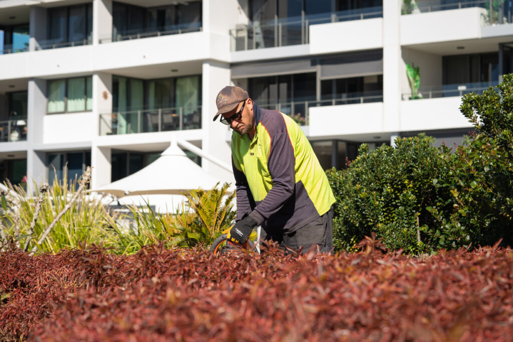 Advance Landscapes team member pruning a garden bed at Allisee Residential Apartments, Hollywell