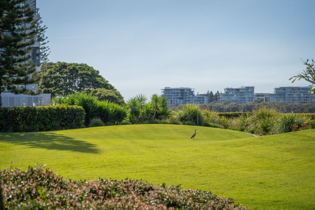 Manicured lawn maintained at Allisee Residential Apartments, Hollywell, with a heron on the grass