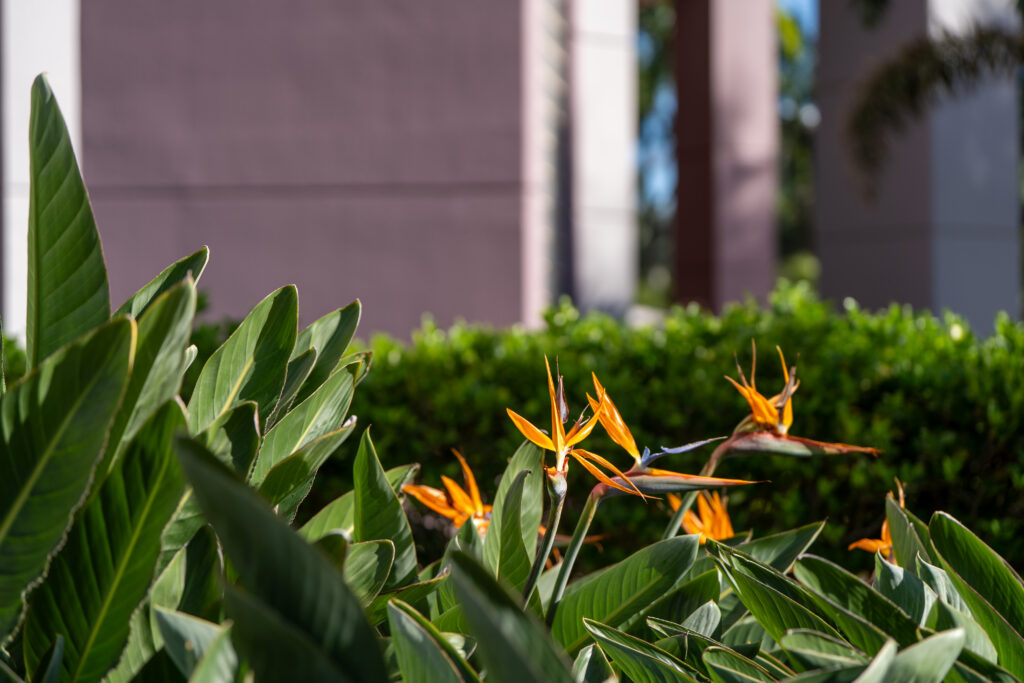 Bird of paradise flowers and maintained garden beds at Grand Mariner