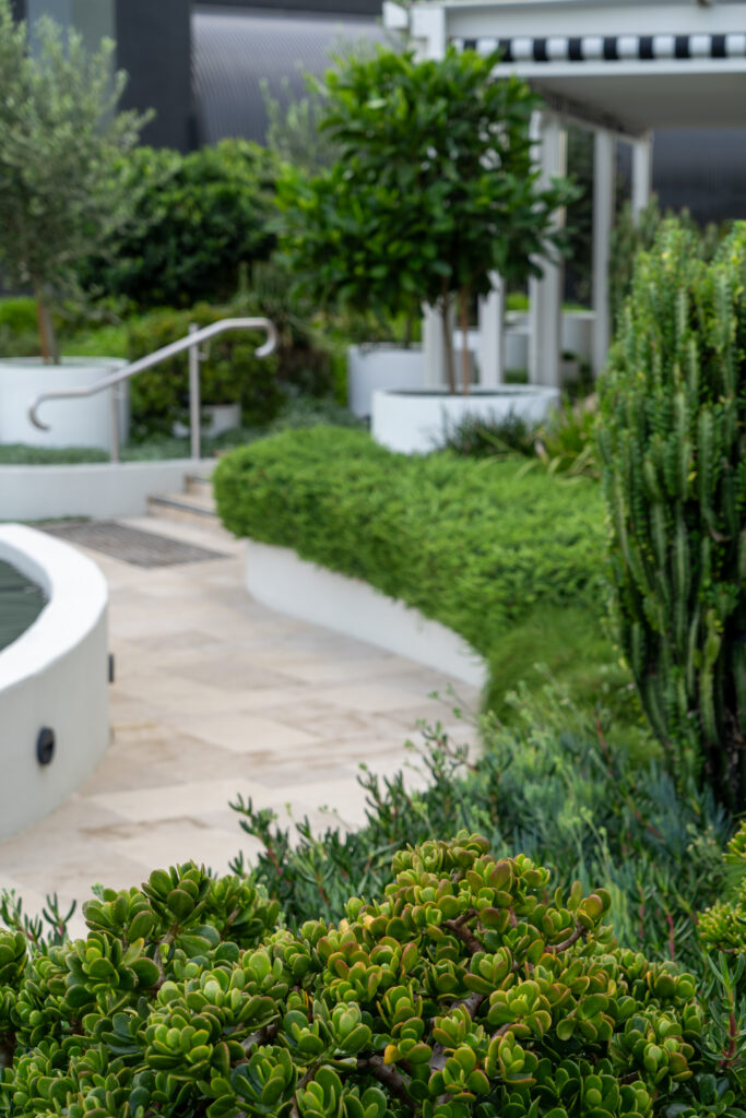 Curved sandstone path between white rendered planter walls and dense tropical planting at QT Gold Coast, Surfers Paradise